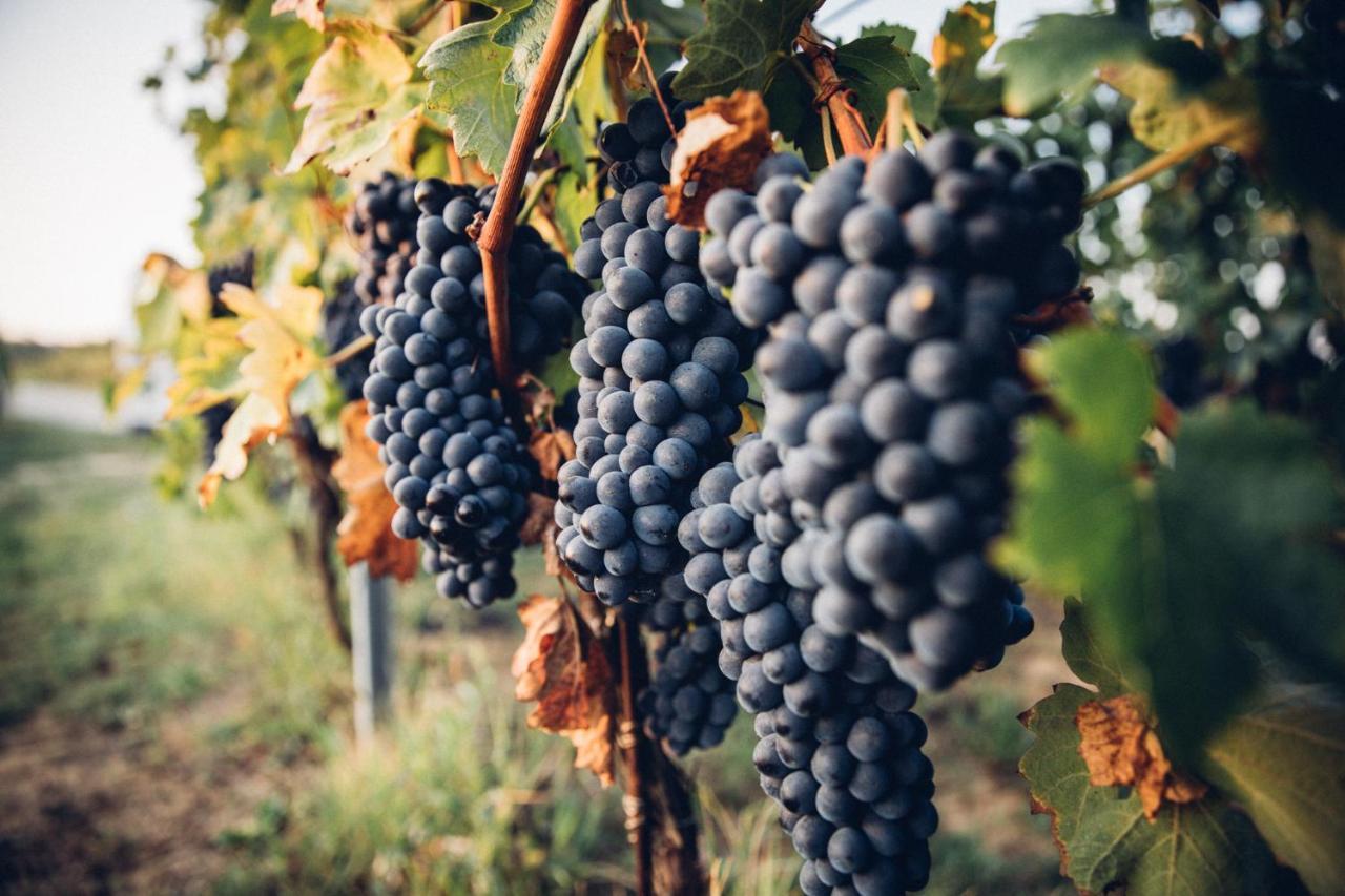 Babo Agriturismo Conviviale Castagnole delle Lanze Eksteriør bilde